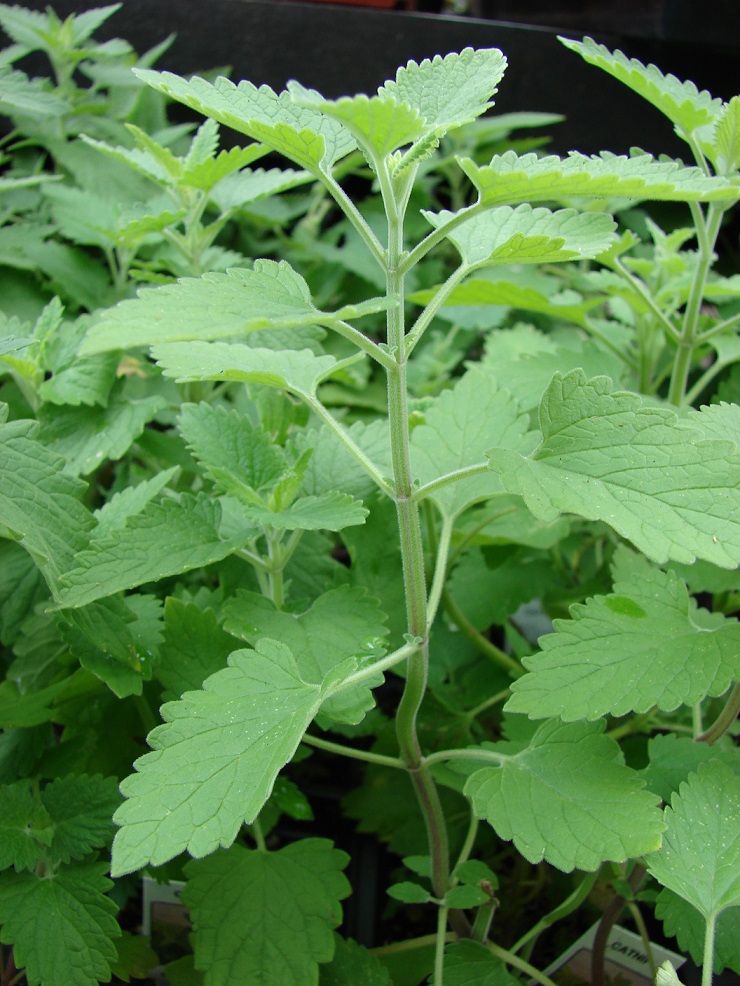 How to Grow Catnip at Home : 8 Steps