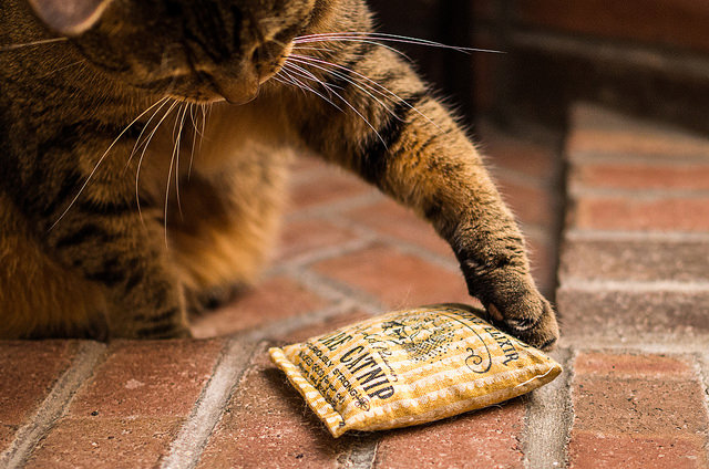 Cat playing with catmint