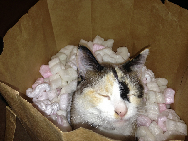 A cat within a paper bag