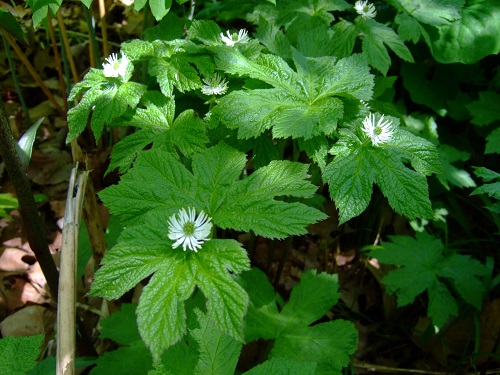 Hydrastis canadensis