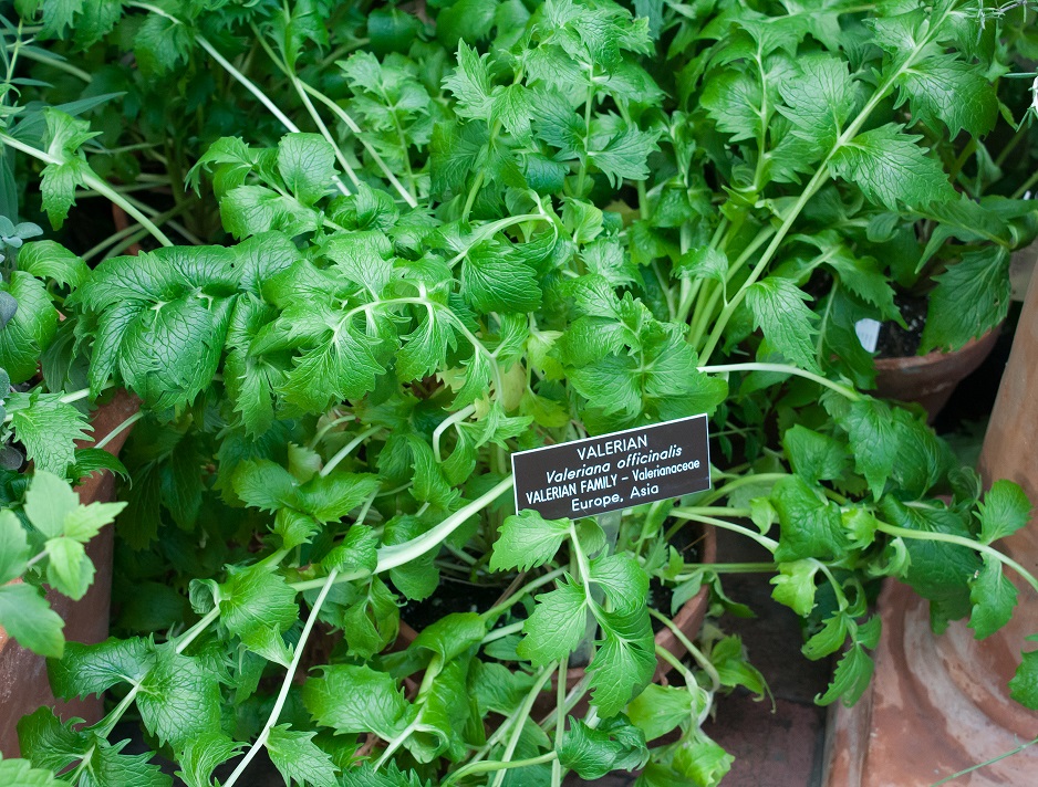 Valeriana_officinalis_-_Valerian