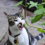 cat enjoying catnip