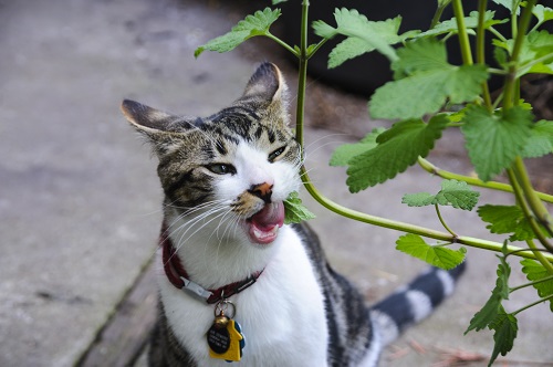 cat enjoying catnip