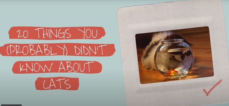 20 Things You (Probably) Didn’t Know About Cats